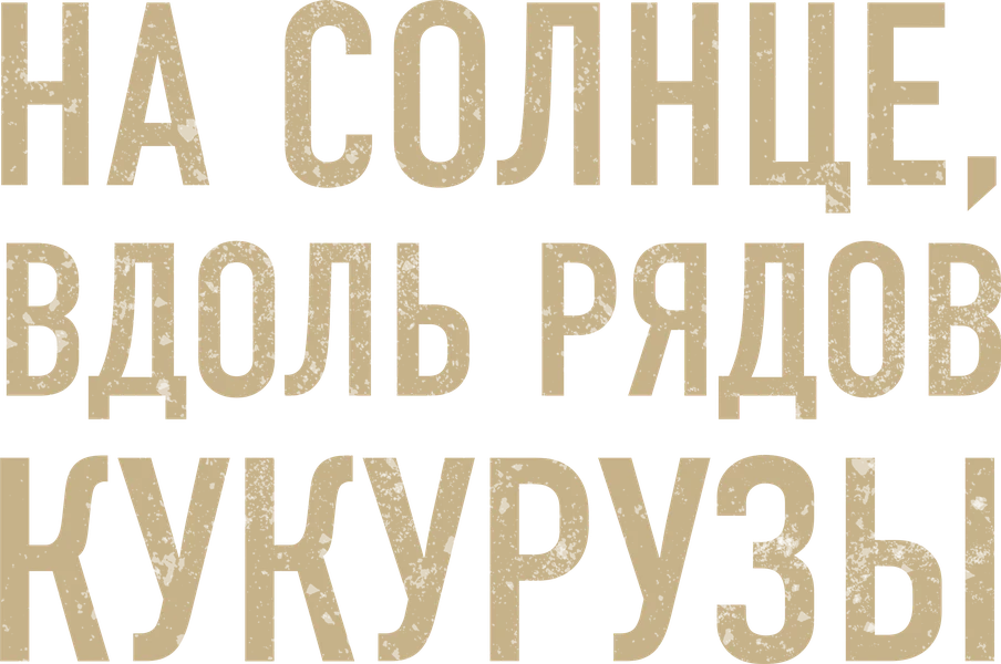 На солнце, вдоль рядов кукурузы (2023)