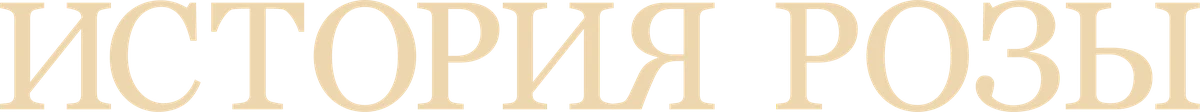 История Розы (2024)