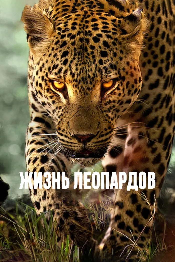 Жизнь леопардов (2024) poster