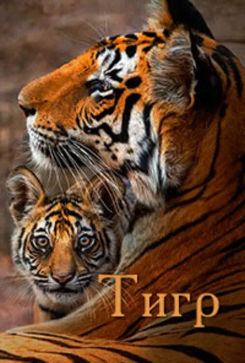 Тигр (2024) poster