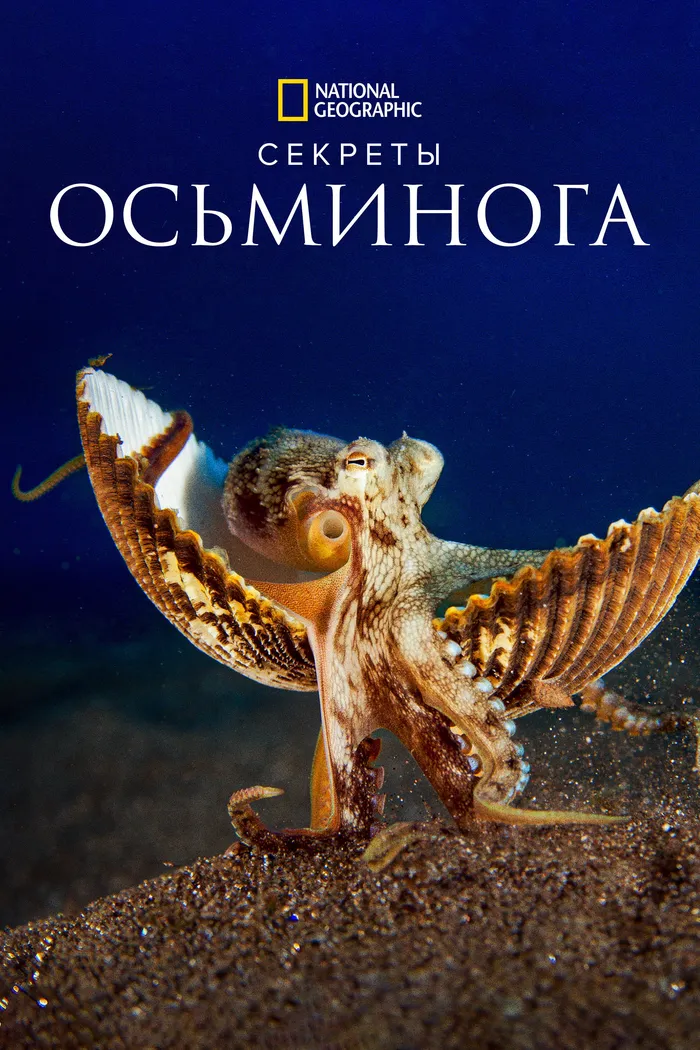 Секреты осьминога (2024) poster