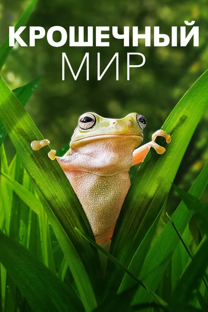 Крошечный мир (2020) poster