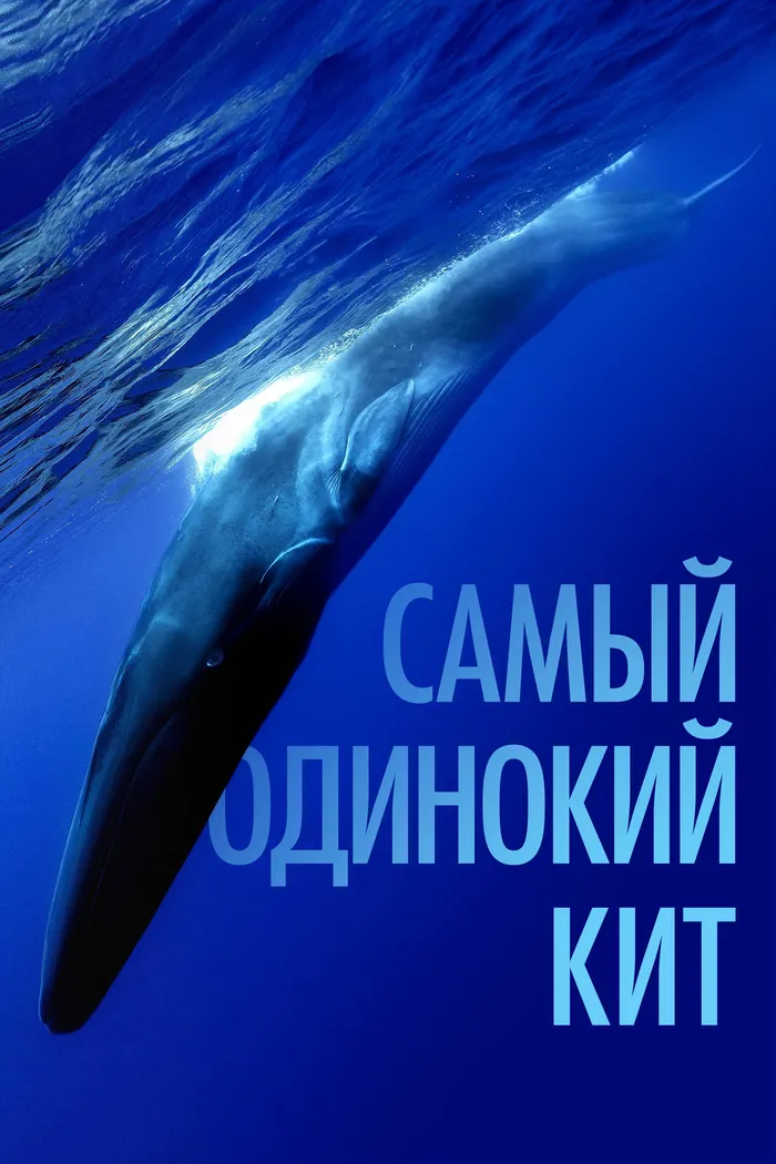 Самый одинокий кит (2021) poster