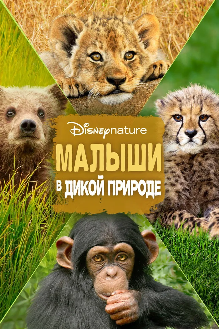 Малыши в дикой природе (2015) poster