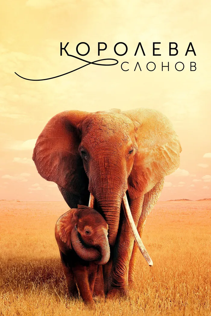 Королева слонов (2018) poster